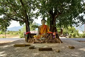 Images Dated 22nd December 2015: tree buddha along Vat Phou champasak Lao, Asia