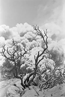 Tree Buried in Volcanic Ash, Costa Rica