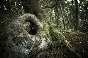 Images Dated 30th June 2012: Tree cave in an Ancient Beech -Fagus-, Jasmund National Park, Rugen