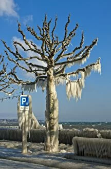 Images Dated 4th February 2012: Tree coated with a thick layer of ice on promenade on Lake Geneva, Versoix, Canton of Geneva