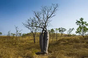 Images Dated 3rd October 2008: Tree couple, Baobab Trees -Adansonia sp.-, near Wyndham, Kimberley, Western Australia