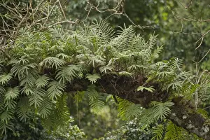 Polypodiopsida Prints: Tree fern