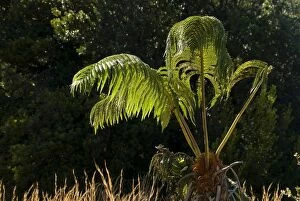 Images Dated 6th March 2007: Tree Fern -Cyatheales-, Hawaii Volcanoes National Park, Big Island, Hawaii, United States