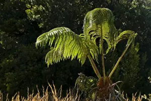 Cyatheales Prints: Tree Fern -Cyatheales-, Hawaii Volcanoes National Park, Big Island, Hawaii, United States
