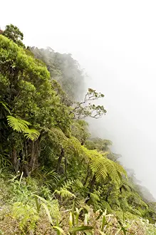 Stefan Auth Travel Photography Prints: Tree Ferns -Cyatheales- in fog