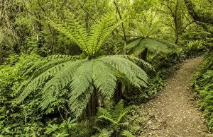Images Dated 18th December 2011: Tree Ferns -Cyatheales- along a hiking trail through primary rainforest, North Island, New Zealand