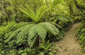 Hiking Trail Prints: Tree Ferns -Cyatheales- along a hiking trail through primary rainforest
