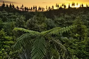 Images Dated 30th November 2011: Tree ferns -Cyatheales-, subtropical vegetation, New Zealand