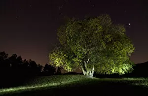 Images Dated 25th November 2011: Tree in the forest lit by the moon and stars