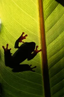 Art Wolfe Photography Prints: Tree frog (Hyla vasta) on leaf, silhouette