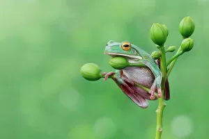 Images Dated 16th February 2014: Tree frog sitting on a plant, Indonesia