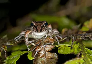 Tree frog species -Pristimantis w-nigrum-, Tandayapa region, Pichincha, Andean cloud forest, Ecuador, South America