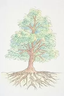 Forests Collection: Tree with green foliage and extensive underground roots, front view