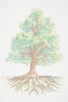 Images Dated 1st August 2006: Tree with green foliage and extensive underground roots, front view