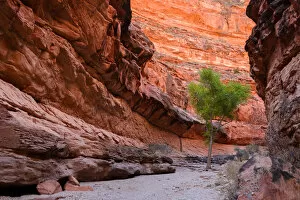 Images Dated 14th March 2015: Tree in Havasu Canyon