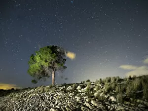 Images Dated 2nd October 2015: Tree on the top of a hill of landscape my arid one a night of sky with stars