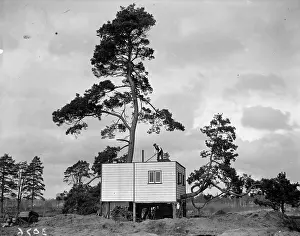 Tree House