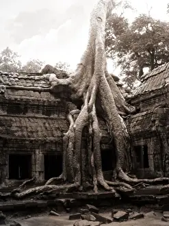 Toned Image Prints: Tree invading the Ta Prohm temple at Angkor
