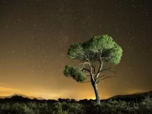 Images Dated 18th September 2015: Tree isolated in the mountain a starry night