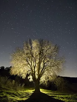 Images Dated 12th December 2014: Tree without leaves one winter night starred