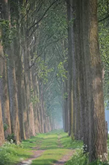 Images Dated 29th April 2011: Tree lined lane