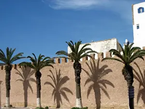Essaouira Prints: Tree-lined street, Essaouira, Morocco