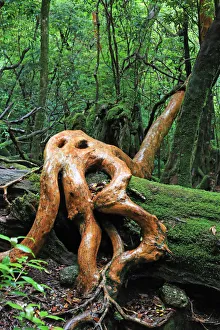 Images Dated 19th June 2009: Tree living on dead moss covered stump