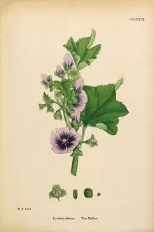 Images Dated 11th March 2017: Tree Mallow, Lavatera arborea, Victorian Botanical Illustration, 1863