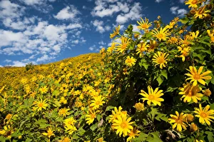 Images Dated 7th September 2016: Tree marigold, Mexican tournesol, Mexican sunflower, Japanese sunflower or Nitobe chrysanthemum -Tithonia diversifolia
