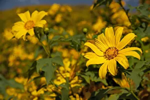 Images Dated 24th November 2011: Tree marigold, Mexican tournesol, Mexican sunflower, Japanese sunflower or Nitobe chrysanthemum