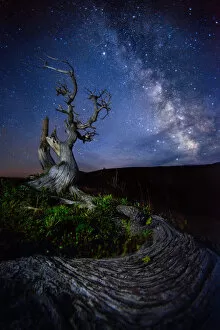 Images Dated 14th August 2015: Tree and Milky way