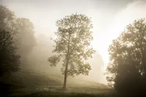 Images Dated 15th September 2014: Tree in the morning fog, Schliersee, Upper Bavaria, Bavaria, Germany