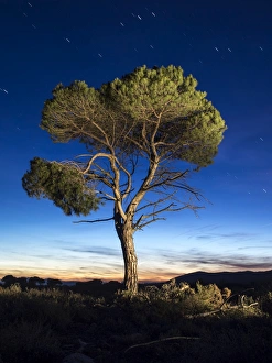 Images Dated 11th December 2014: An alone tree in the mountain to the late afternoo