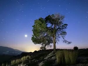 Images Dated 14th November 2015: Tree in the top of a mountain with full moon