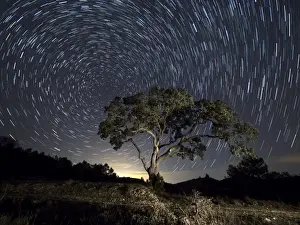Oak Tree Prints: Tree, a night of clear sky with stars in movement