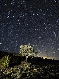 Oak Tree Prints: Tree, a night of clear sky with stars in movement