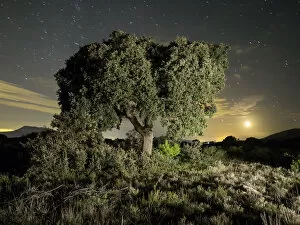 Images Dated 18th September 2015: Tree a night of full moon