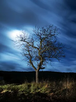 Solitude Gallery: Tree in the night in the moonlight fills