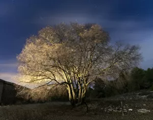 Images Dated 18th January 2014: Tree in the night moved by the force of the wind