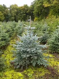 Images Dated 9th October 2014: Tree nursery, with planted Christmas trees, Hesse, Germany