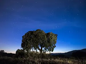 Oak Tree Prints: Tree, (oak) isolated in the top of a mountain to the dusk with crepuscular light