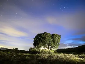 Oak Tree Prints: Tree, (oak) isolated in the top of a mountain to the dusk with crepuscular light