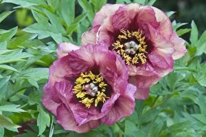 Images Dated 7th May 2011: Tree peony Gauguin -Paeonia suffruticosa Gauguin-, Emsland, Germany, Europe