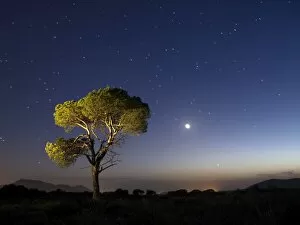 Crescent Gallery: A tree of alone pine in the mountain, a night of blue sky of full moon and stars