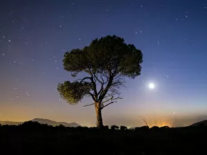 Images Dated 4th October 2016: A tree of alone pine in the mountain, a night of blue sky of full moon and stars