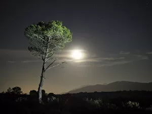 Images Dated 26th December 2015: Tree of pine, in the plain of a mountain illuminated by the full moon