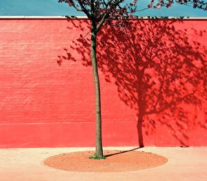 Shadow Collection: Tree by red wall