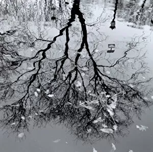Tree reflected in pool of water