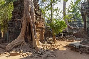 Images Dated 25th February 2016: Tree Roots Covered Ta Prohm Ancient Temple