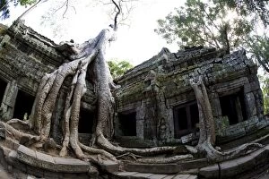 Tree roots covering temple ruins in the ancient city of Angkor Wat, Northwestern Cambodia